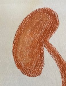 Die Niere, Was tun die Nieren eigentlich? Blog Beitrag Stefanie Kunze